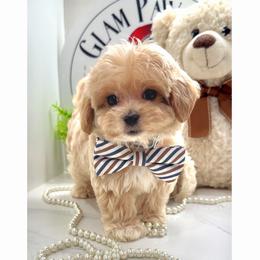 Mufasa - Apricot male Maltipoo puppy in Spring, Texas from GlamPaw Maltipoos