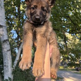 German Shepherd Puppies from Fancy GSDs