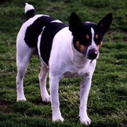 Rat Terriers from A&B Kennel