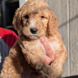 Pink Collar - Apricot female Goldendoodle puppy in Olympia, Washington from Sinclairdoodles