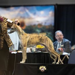 Steel - Whippet