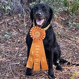 Call Name Shady Registered name: CDR's Blandina's Shadow SH - Black female Labrador Retriever puppy in Greater Houston Area, Texas from Coram Deo Retrievers