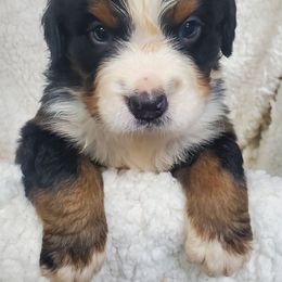 Boy 5 - Black rust and white male Bernese Mountain Dog puppy in Nicholson, Georgia from Bernese Mountain Dogs of Pony Trail Farm