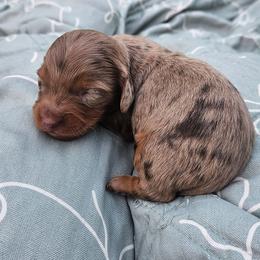 Ghost - Dapple male Dachshund puppy in Anderson, California from Plum Fields Dachshunds