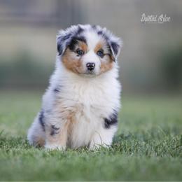 Summit - Blue merle male Australian Shepherd puppy in Herriman, Utah from Painted Blue Aussies