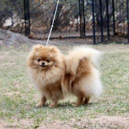 Olive - Pomeranian