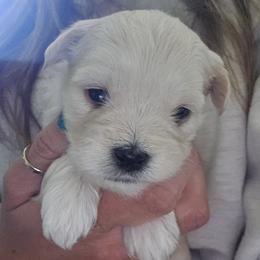 Girl 2 - Cream female Maltipoo puppy in Nampa, Idaho from Dawn's Maltipoos