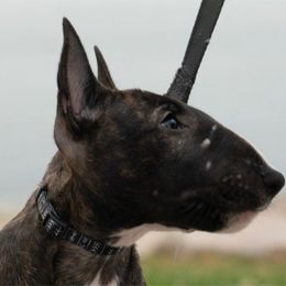 Diva - Black and brindle Miniature Bull Terrier puppy in Sudbury, Massachusetts from Beantown Miniature BullTerriers