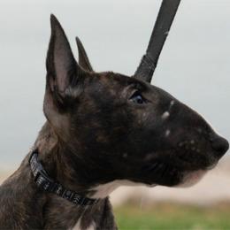 Diva - Black and brindle Miniature Bull Terrier puppy in Sudbury, Massachusetts from Beantown Miniature BullTerriers