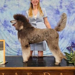 Maggie - Poodle