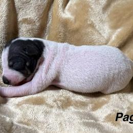 Girl 4 - female American Hairless Terrier puppy in Buckingham, Illinois from Gaus Hof