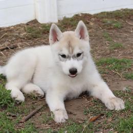 Flareon - Gray and white female Siberian Husky puppy in Le Sueur, Minnesota from Tevana Siberians LLC