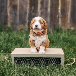 Goldendoodle Puppies from 307 Doodles