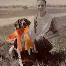 Lucy - Chesapeake Bay Retriever