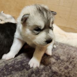Sterling - Gray and white male Siberian Husky puppy in Madison, Georgia from Thornbury Kennel