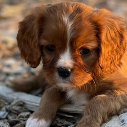Stripe - Ruby Cavalier King Charles Spaniel puppy in Tremonton, Utah from Sage Hill Cavaliers