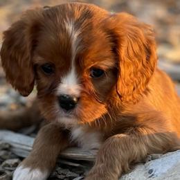 Stripe - Ruby Cavalier King Charles Spaniel puppy in Tremonton, Utah from Sage Hill Cavaliers