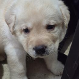 Bryce Royal Blue collar - Yellow male Labrador Retriever puppy in Greenwich, Ohio from Pure Gem Kennel