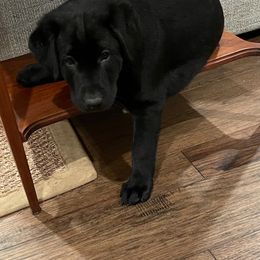Labrador Retriever Puppies from Cherrywood Kennel