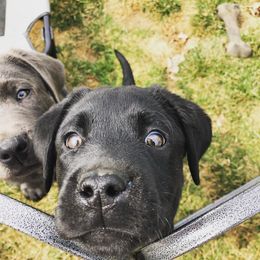 Dilute Retriever Puppies from BR Labradors, LLC