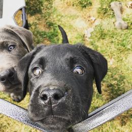 Dilute Retriever Puppies from BR Labradors, LLC
