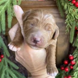 Spruce - Yellow and white male Bernedoodle puppy in Superior, Arizona from Mountain Bridge Doodles