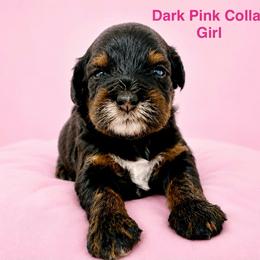 Dark Pink Collar - Phantom female Bernedoodle puppy in Port Charlotte, Florida from Islands Wheatens and Poodles