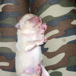 Bonnie - Cream female Chihuahua puppy in Ashland, Mississippi from Hope's pups