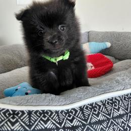 Bubbles (Boy 3) - Black male Pomeranian puppy in Linwood, North Carolina from My Tiny Paws