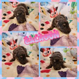 Calhoun - Blue female German Shepherd puppy in Los Lunas, New Mexico from Mali's German Shepherds LLC