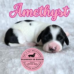 AMETHYST - Piebald female Dachshund puppy in Columbia, Louisiana from Diamond 5R Ranch AKC & CKC Miniature Dachshunds