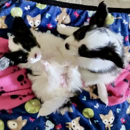Papillon Puppies from Cloud Papillon
