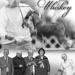 Whiskey - Miniature Schnauzer