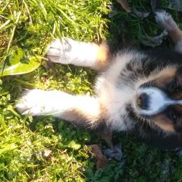 German Shepherd Puppies from Rain's Legacy German Shepherds