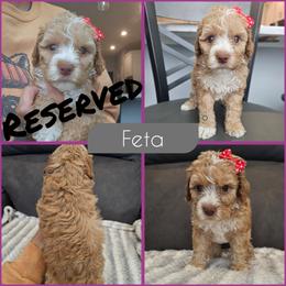 Feta - Golden female Cockapoo puppy in Zanesville, Ohio from Southtown Doodles LLC