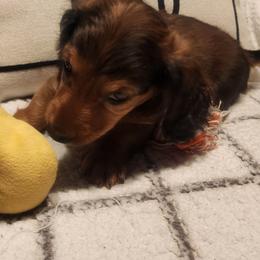 Dachshund Puppies from Darling Dachshunds