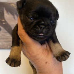 Daisy Mae - Black female Pug puppy in Ridgefield, Washington from Cupid’s Pugs