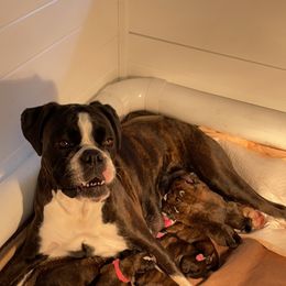Boxer Puppies from Goodfella Boxers