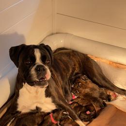 Boxer Puppies from Goodfella Boxers