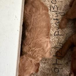 Purdy boy 2 - Red  male Poodle puppy in Haines City, Florida from Camic Cockapoos
