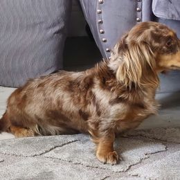Dream - Dachshund