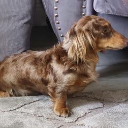 Dream - Dachshund
