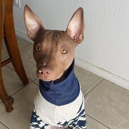 American Hairless Terriers from Copper Lilly Kennel