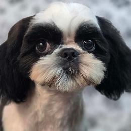 Nina - Black and white female Shih Tzu puppy in Parma, Ohio from D's DeVine Shih-Tzu
