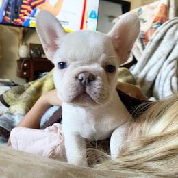 Blue collar - Cream male French Bulldog puppy in Selma, Oregon from Pnwfrenchbulldogs