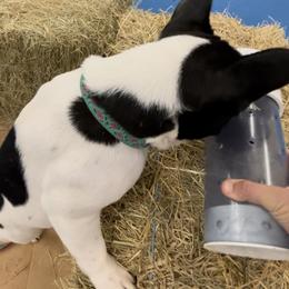 French Bulldog Puppies from Peaceful Prayers French Bulldogs