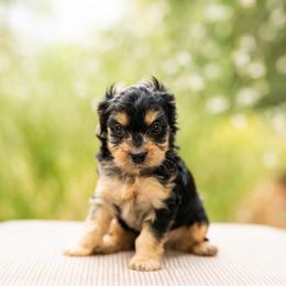 Uncle Sam - Black and tan male Cavapoo puppy in St. George, Utah from Ibby Dibby doodles