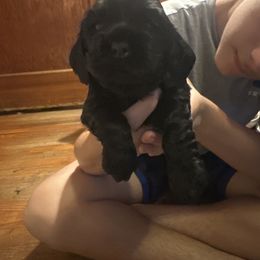 Blk girl 2 green 9---charities - Black female Cocker Spaniel puppy in Columbia, South Carolina from Fleur de Lis Cockers- Cuchna Cockers
