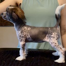 Chinese Crested and Yorkshire Terrier Puppies from FronkLinn Kennel