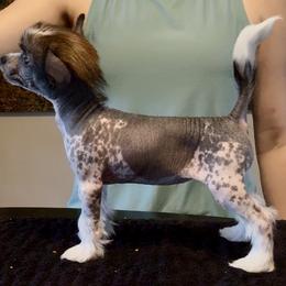 Chinese Crested and Yorkshire Terrier Puppies from FronkLinn Kennel